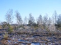 Beautiful Aukstumalos swamp in winter, Lithuania Royalty Free Stock Photo