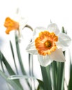 Two daffodils Narcissus in front of white background Royalty Free Stock Photo