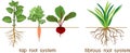 Plants with different types of root systems: tap and fibrous root systems