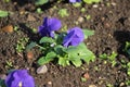 Plants, two sleeping violet leaves. Royalty Free Stock Photo