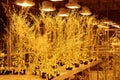 Plants under artificial light