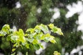 Plants under sweet rain