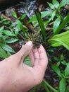 plants on ungaran mountain