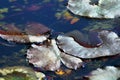 Detail of dead leaves during winter Royalty Free Stock Photo