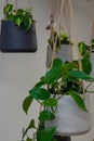 Plants used for decoration in corporate office buildings creating a green atmosphere for workers