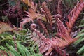 Plants of the Valdivian temperate rainforests in southern Chile Chilean Patagonia