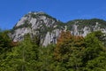 Plants of the Valdivian temperate rainforests in southern Chile Chilean Patagonia