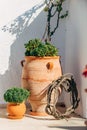 Plants in vase Santorini