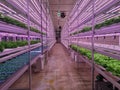 Vegetables are growing in indoor farm(vertical farm).