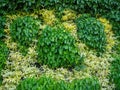 Plants in a vertical garden Royalty Free Stock Photo