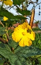 Yellow flower in my garden nice look