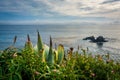 Plants and view of the Pacific Ocean at Crescent Bay Point Park Royalty Free Stock Photo