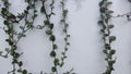 Plants with vines grass against the background of a gray fence. binahong plant Anredera cordifolia