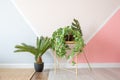 Plants in vintage modern living room.