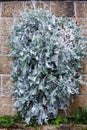 Plants on a wall in a Botanical Garden in Geneva Royalty Free Stock Photo