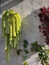 the plants on the wall in the ethereal springs moment