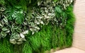 Plants wall in office or home interior, vertical garden detail Royalty Free Stock Photo