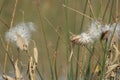 Milkweed plants at Bear River Migratory Bird Refuge, Brigham City, Utah Royalty Free Stock Photo