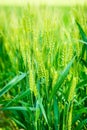 Plants of wheat cereal Triticum aestivum Botany and nutrition Royalty Free Stock Photo