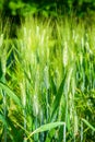 Plants of wheat cereal Triticum durum  Botany and nutrition Royalty Free Stock Photo