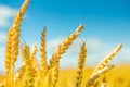 Plants of wheat before harvesting