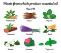 Plants from which produce essential oils. Part 2