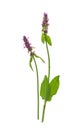 Sage plant with flowers on white background