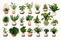 Plants in white ceramic pot: ficus lyrata, Sansevieria, pachira, zz zamioculcas zamiifolia