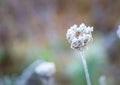 Plants with white rime Royalty Free Stock Photo