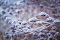 Plants with white rime Royalty Free Stock Photo