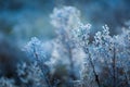 Plants with white rime Royalty Free Stock Photo