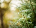 Plants with white rime Royalty Free Stock Photo