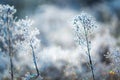 Plants with white rime Royalty Free Stock Photo