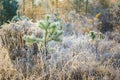 Plants with white rime Royalty Free Stock Photo