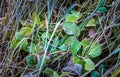 Plants with white rime Royalty Free Stock Photo