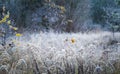 Plants with white rime Royalty Free Stock Photo