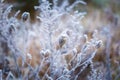 Plants with white rime Royalty Free Stock Photo