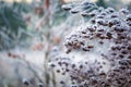 Plants with white rime Royalty Free Stock Photo
