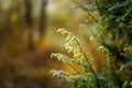 Plants with white rime Royalty Free Stock Photo