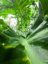 Plants whose leaves are green with large and thick leaf sizes