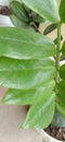 Plants whose leaves are very beautiful and thick green and very beautiful