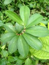 Plants with wide and green leaves can hypnotize the eye that sees