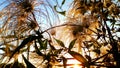 plants and wild flowers at sunrise, beautiful golden hues Royalty Free Stock Photo