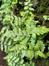 Plants Wild grass leaves ferns