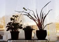 Plants on a window sill in a dark room. A beam of sunlight shine through branches of euphorbia. Not enough light for house plants. Royalty Free Stock Photo