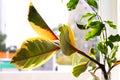 Plants on a windowsill Royalty Free Stock Photo