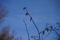 Branch with male catkins next to female flower buds in winter. Corylus avellana, the common hazel, is a species of flowering plant Royalty Free Stock Photo