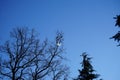 Ecology. A bursting balloon caught in the nets of a tree. Berlin, Germany Royalty Free Stock Photo