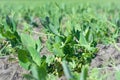 plants of winter pea in early spring against the background of the field Royalty Free Stock Photo