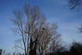 The semi-parasitic plant Viscum album has the shape of a ball attached to the branches of the host plant. Berlin, Germany